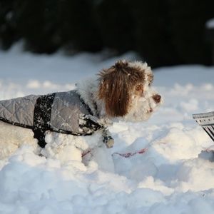 Meet your Posher, Silvia